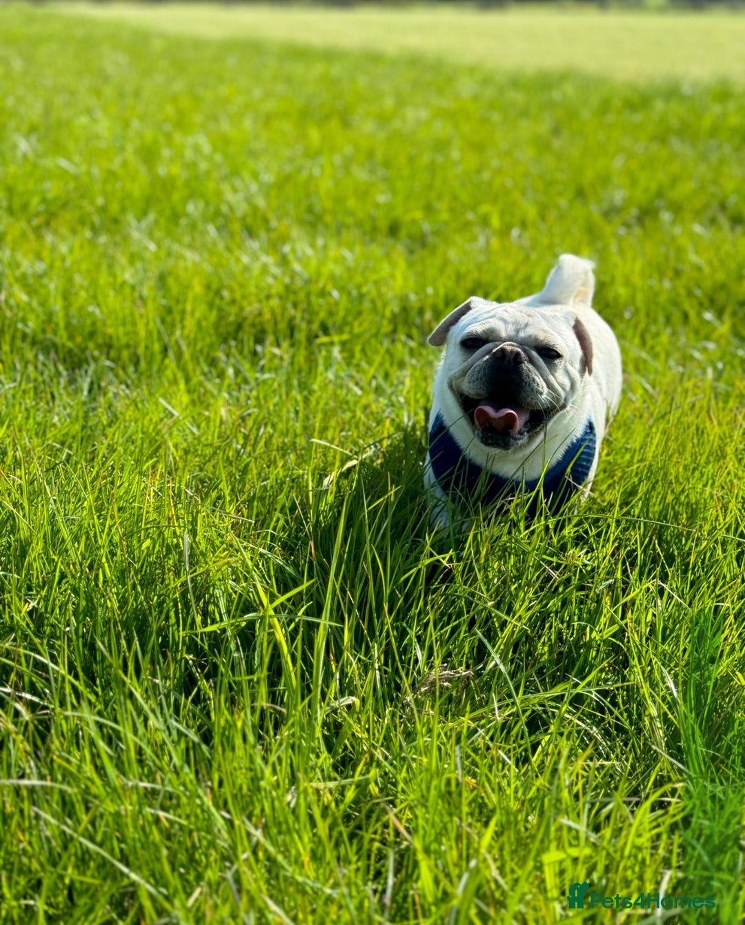 Pug dogs for sale: Beautiful Pug Puppies Male Female - Image 21