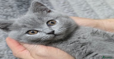 British Shorthair cats - Advert 8