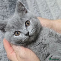 British Shorthair cats - Advert 3