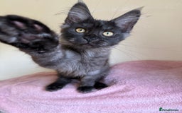 Maine Coon cats for sale: Pedigree GCCF Russian Import line Maine Coons - Image 11