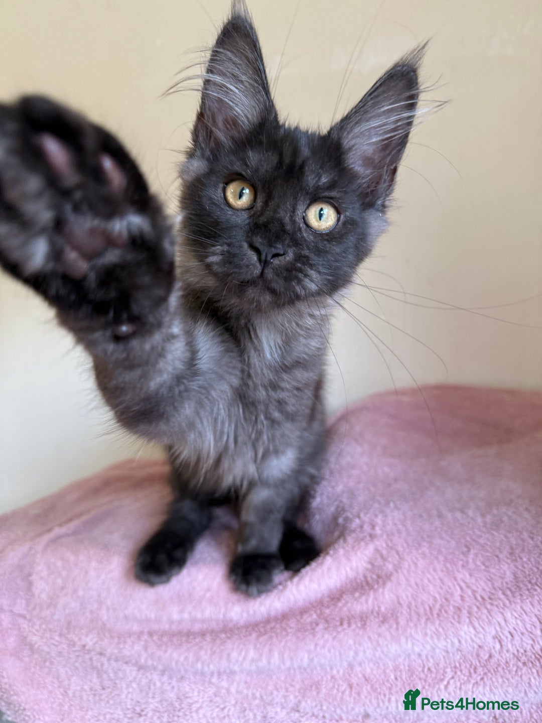 Maine Coon cats for sale: Pedigree GCCF Russian Import line Maine Coons - Image 11