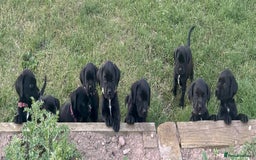 Springador dogs for sale: 7 week old springador puppies male and female  - Image 2