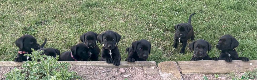 Springador dogs for sale: 7 week old springador puppies male and female  - Image 2