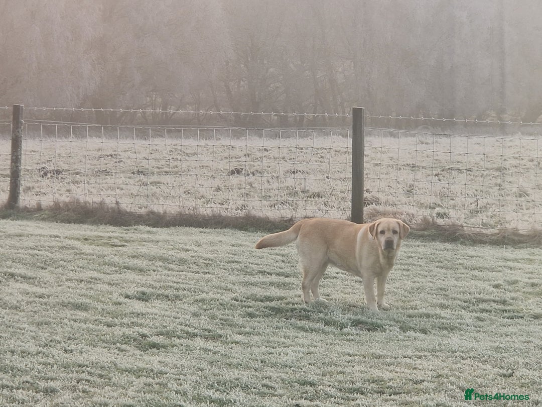 Labrador Retriever dogs for sale: GORGEOUS KC REG LABRADOR PICK OF LITTER AVAILABLE  in Preston - Image 20