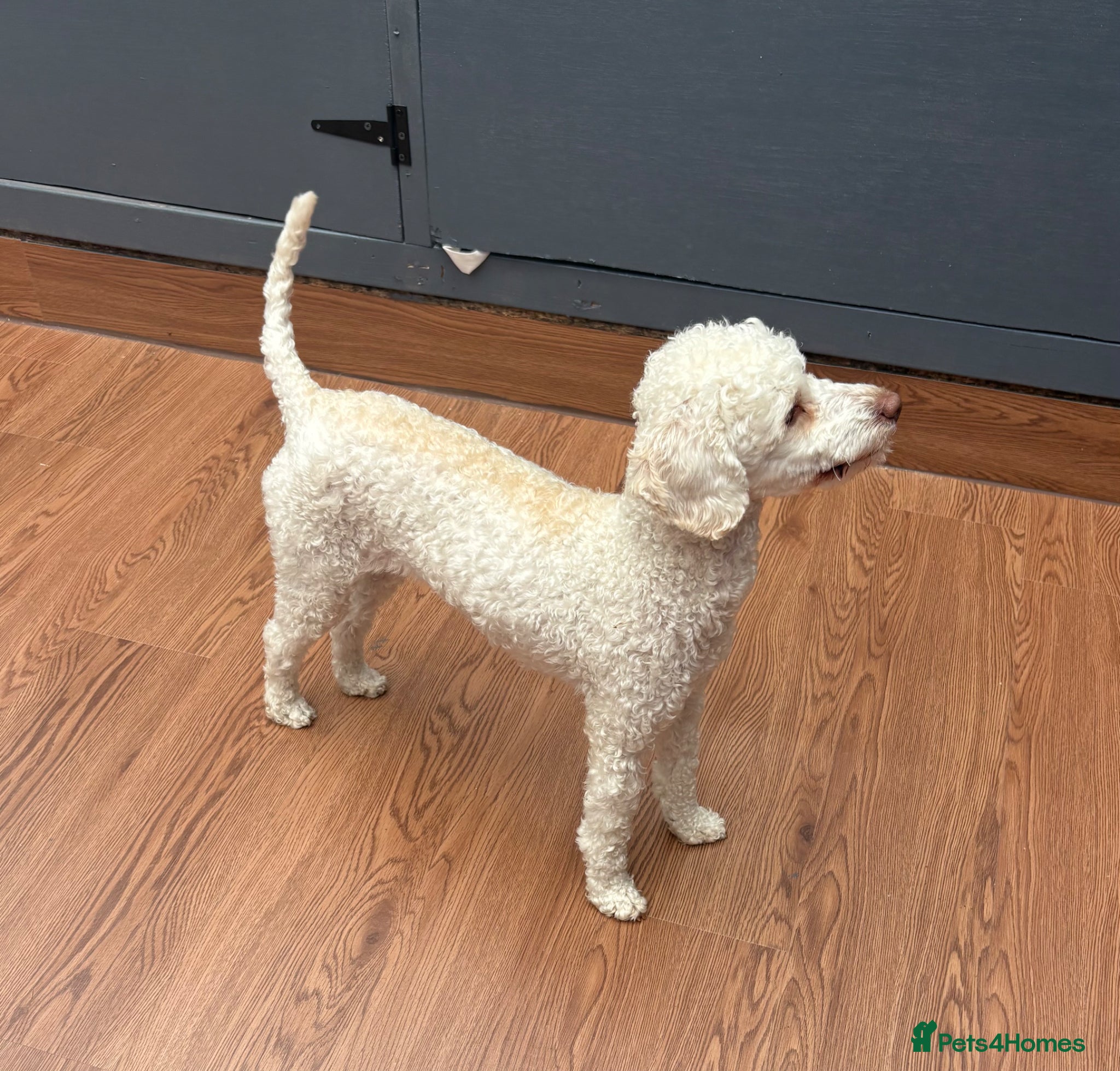 Miniature Poodle dogs for sale: Miniature poodle bitch - Advert 5