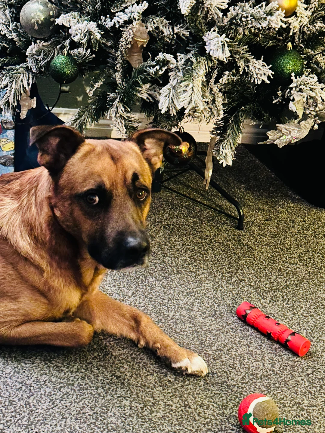 Mixed Breed dogs for sale: This is major- please read description  - Advert 1