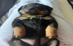 Rottweiler dogs for sale: Beautiful Rottweiler pups  - Image 32