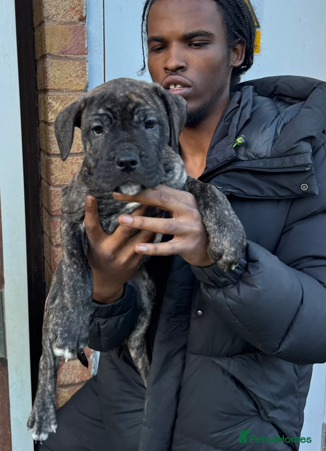 Mixed Breed dogs for sale: 3 Puppies left for Good homes  in London - Advert 6