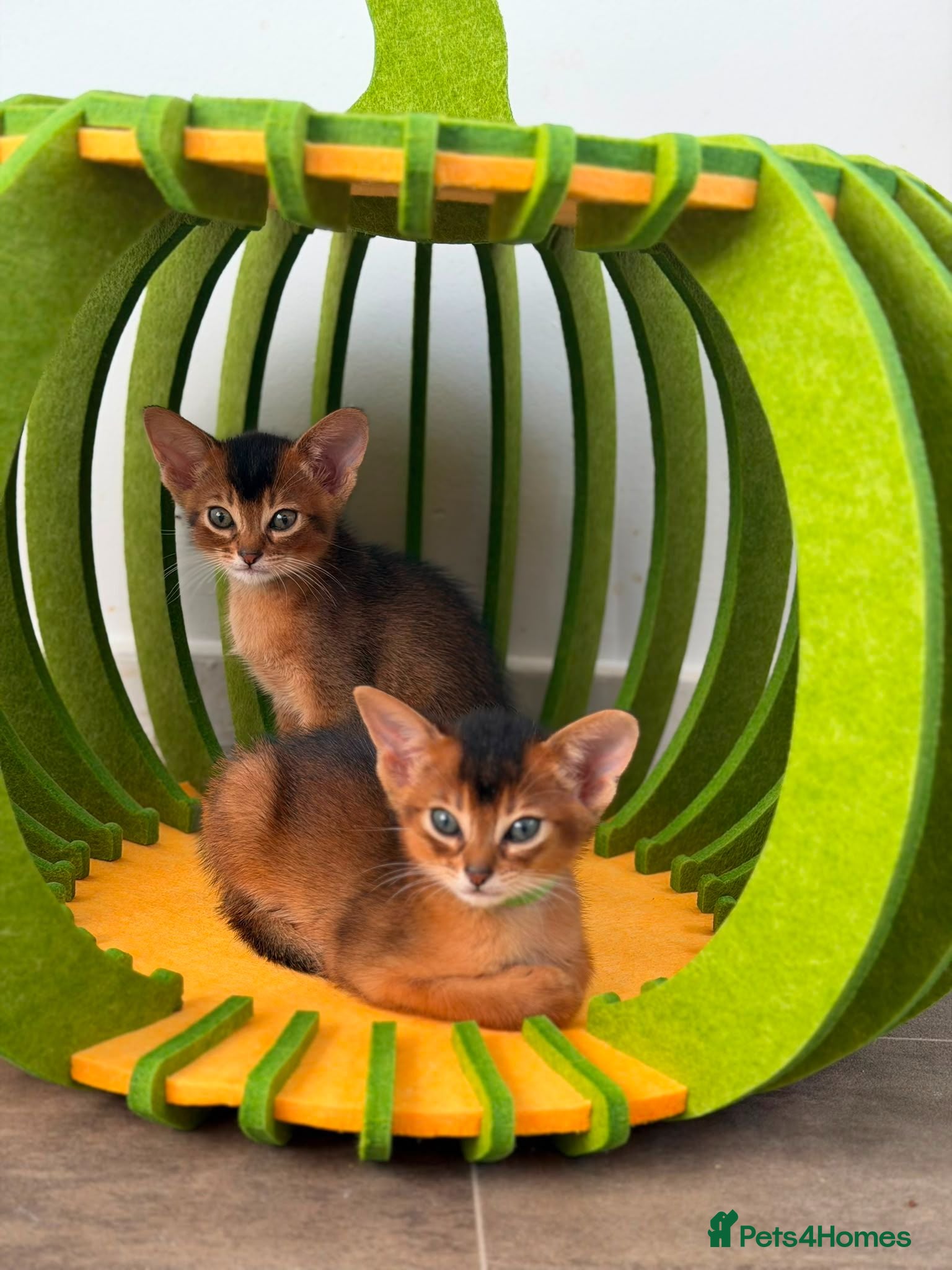 Abyssinian cats LAST TWO ABYSSINIAN MALE - Advert 2