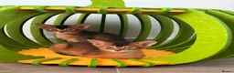 Abyssinian cats for sale: LAST TWO ABYSSINIAN MALE - Advert 2