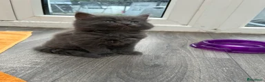 Long haired grey boy 
