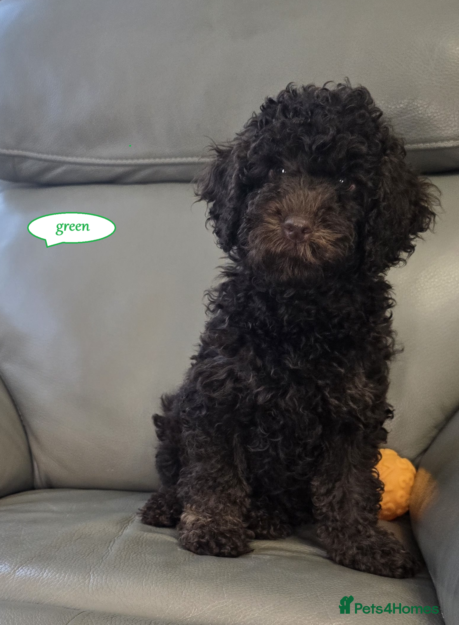 Cockapoo dogs Cockapoo F1b  Puppies ready to leave  - Advert 2