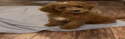 Cockapoo dogs for sale: Cockapoo Puppy *LAST BOY* - Advert 4