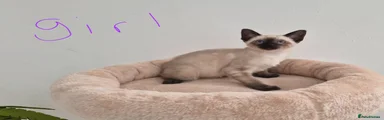 Siamese 3