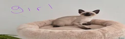Siamese cats for sale: The Best Traditional Siamese Kittens - Advert 3