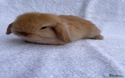 Mini Lop rabbits for sale: MINILOP BABIES READY TO RESERVE  - Image 4