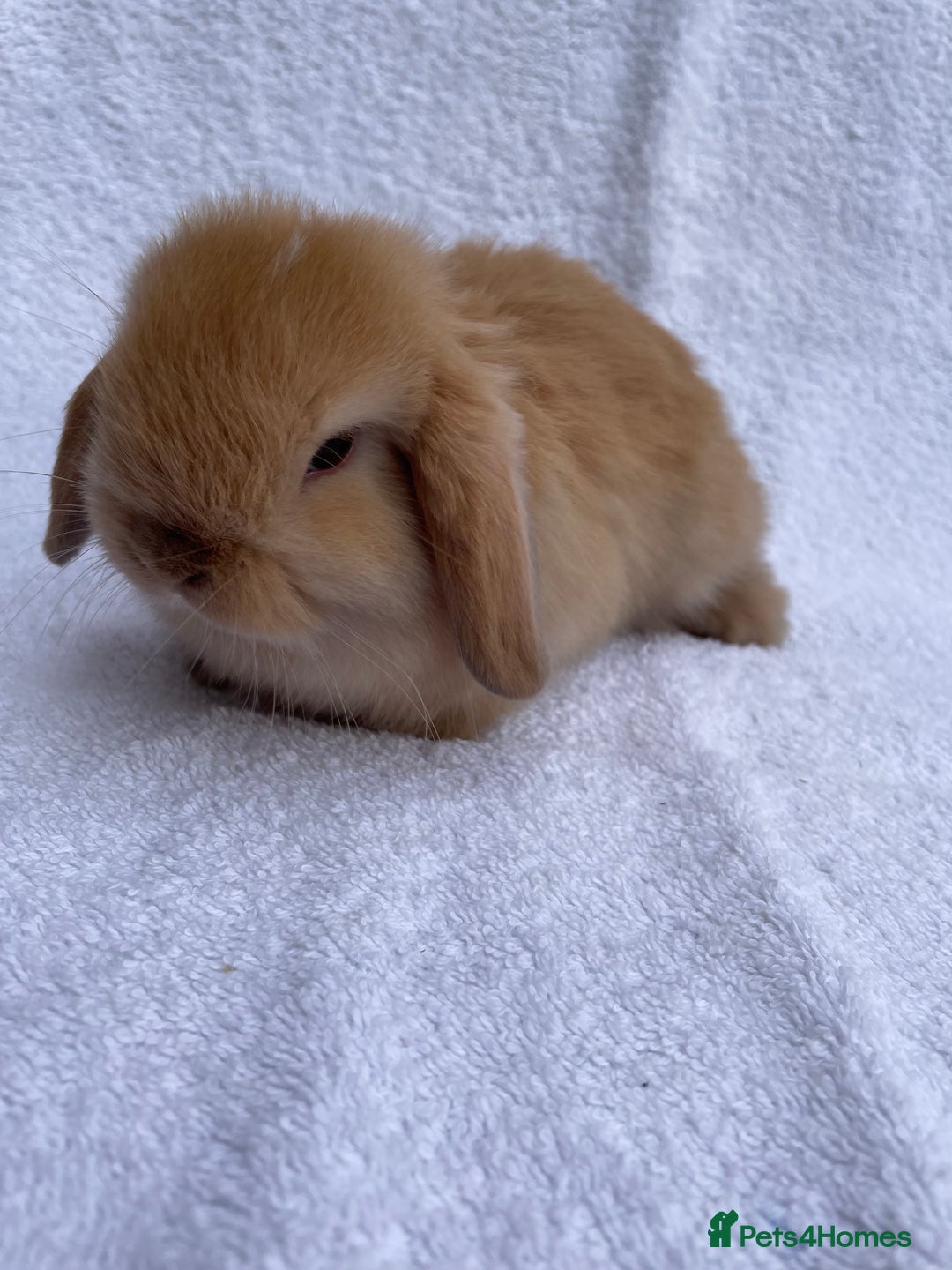 Mini Lop rabbits for sale: MINILOP BABIES READY TO RESERVE  - Image 4