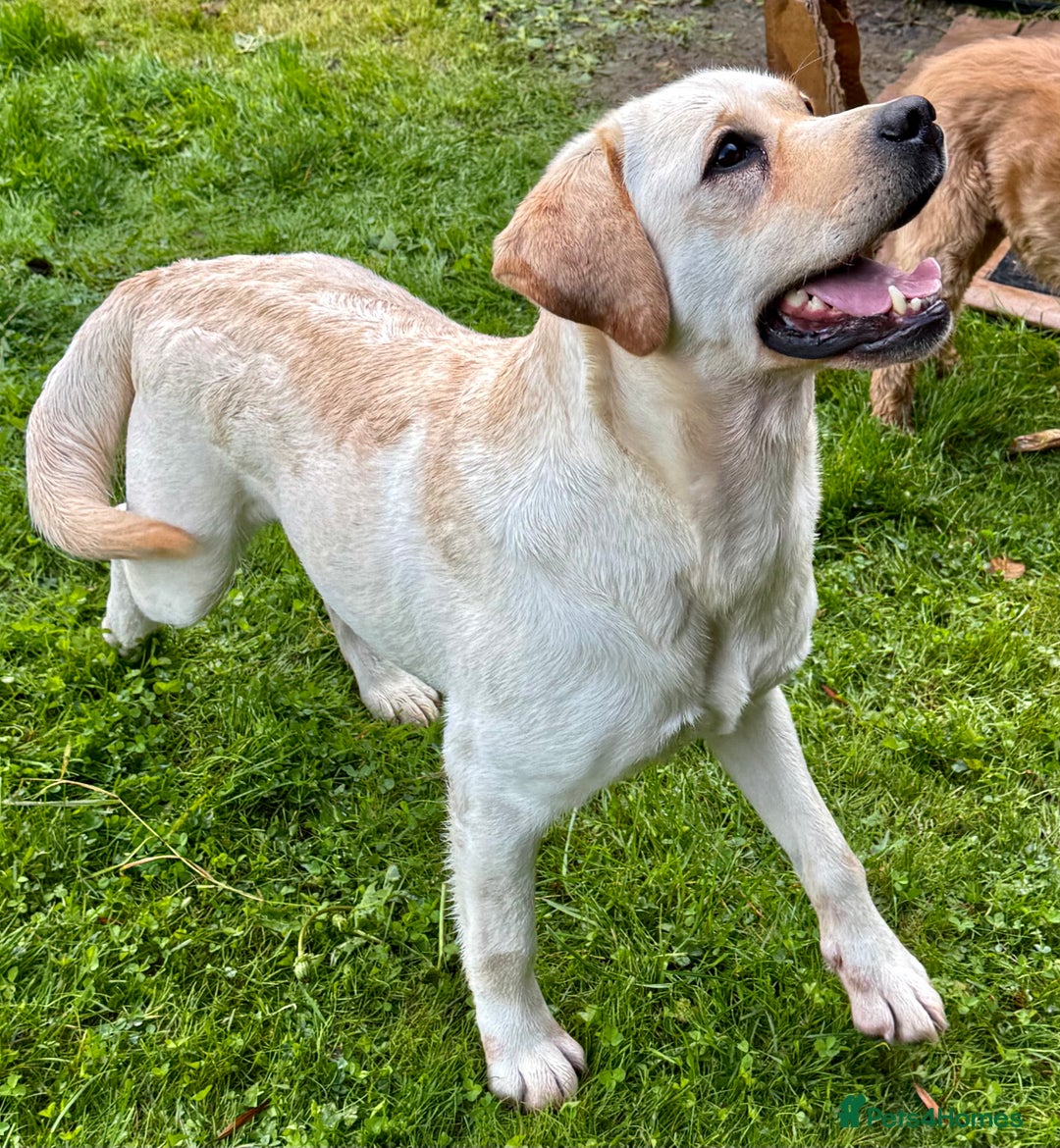 Labrador Retriever dogs for adoption: Lucia’s Story - Minutes from Death - Image 11