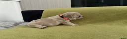 French Bulldog dogs for sale: French bulldog  - Advert 11
