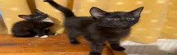 Mixed Breed cats for sale: Kittens ready to leaven 💕 - Advert 5