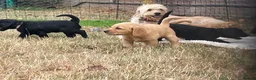 Double Doodle dogs for sale: Labradoodle/Sproodle X - Advert 15