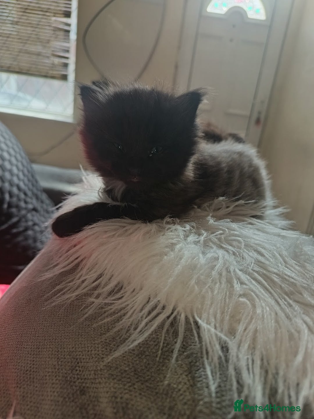 European cats for sale: two long hair kittens - Image 8