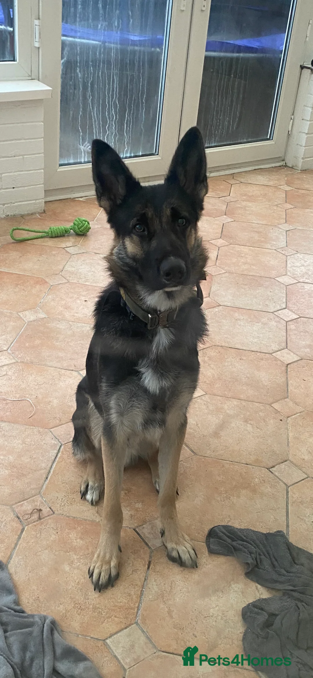 German Shepherd dogs for sale: German shep - Advert 3