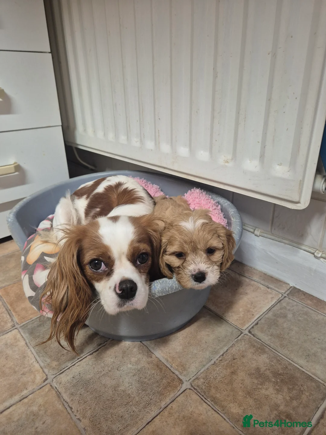 Cavapoo dogs for sale: Stunning Toy Cavapoo pups DNA Health tested CLEAR - Advert 2
