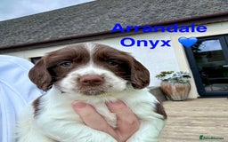 English Springer Spaniel dogs for sale: Springer Spaniels - Image 17