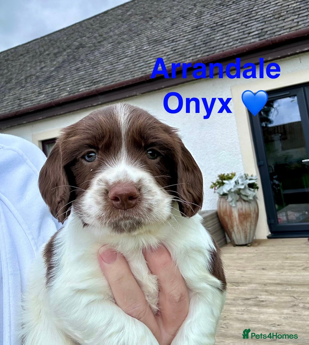 English Springer Spaniel dogs for sale: Springer Spaniels - Image 17