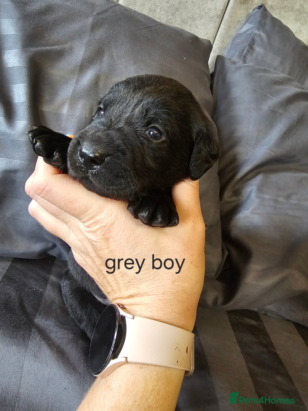 Labrador Retriever dogs for sale: KC Reg Labrador Puppies  - Image 6