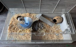 Hamster rodents for sale: Hamster+cage and all the toys  - Advert 1