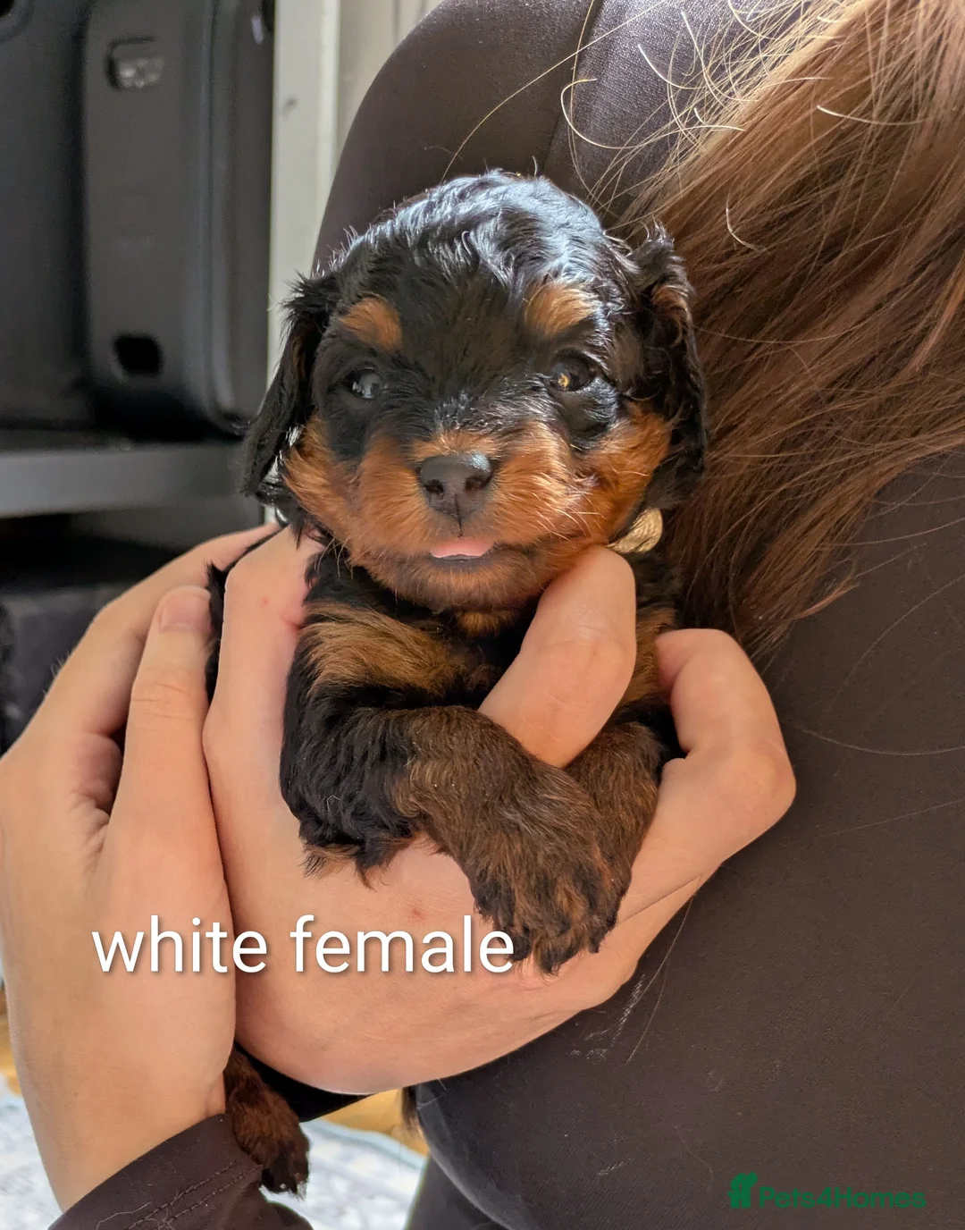 Pomapoo dogs for sale: Gorgeous F1 Pomapoo's - Advert 2