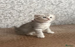 Scottish Fold cats for sale: Adorable Scottish fold silver kittens  - Image 8