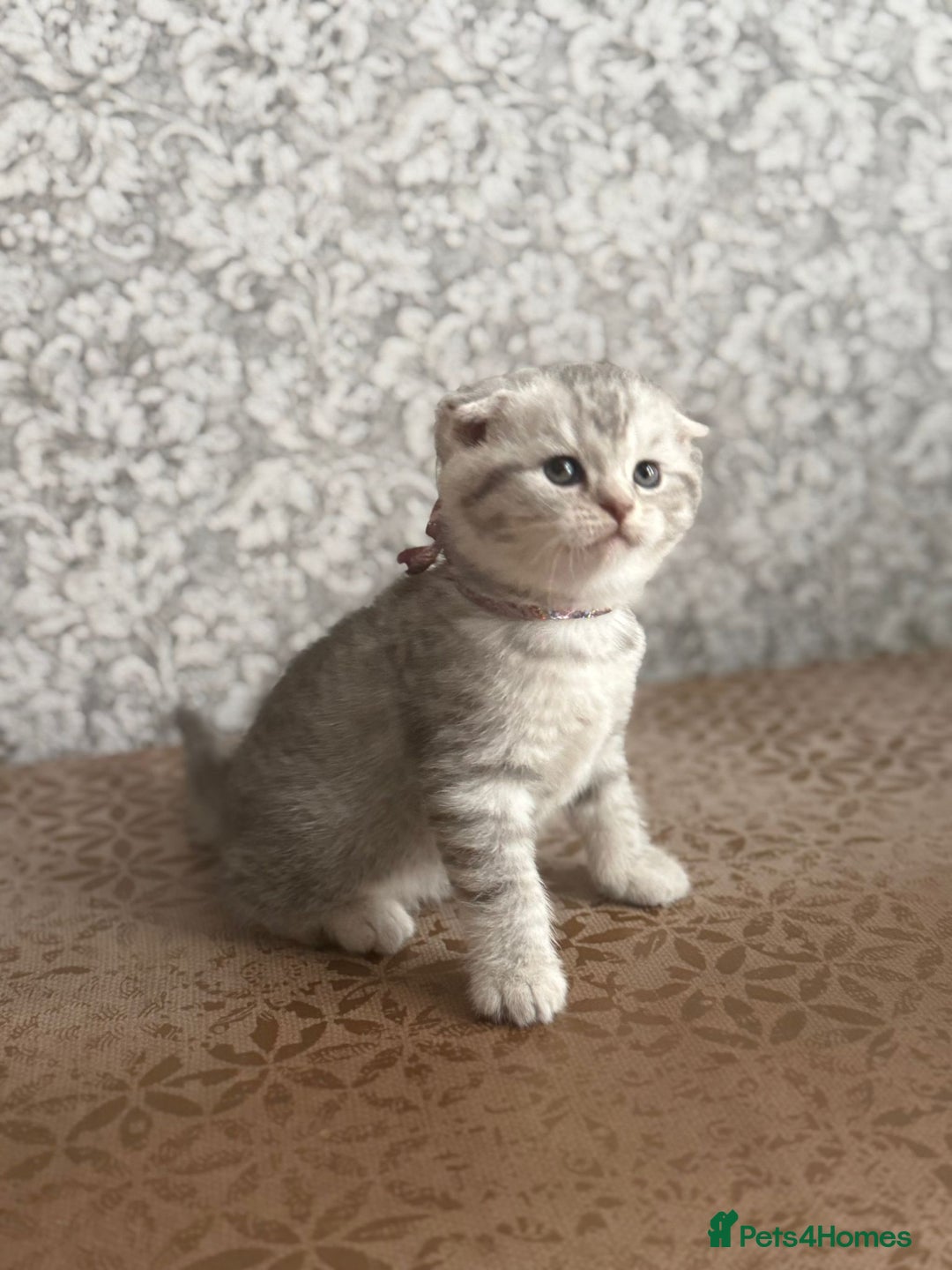 Scottish Fold cats for sale: Adorable Scottish fold silver kittens  - Image 8