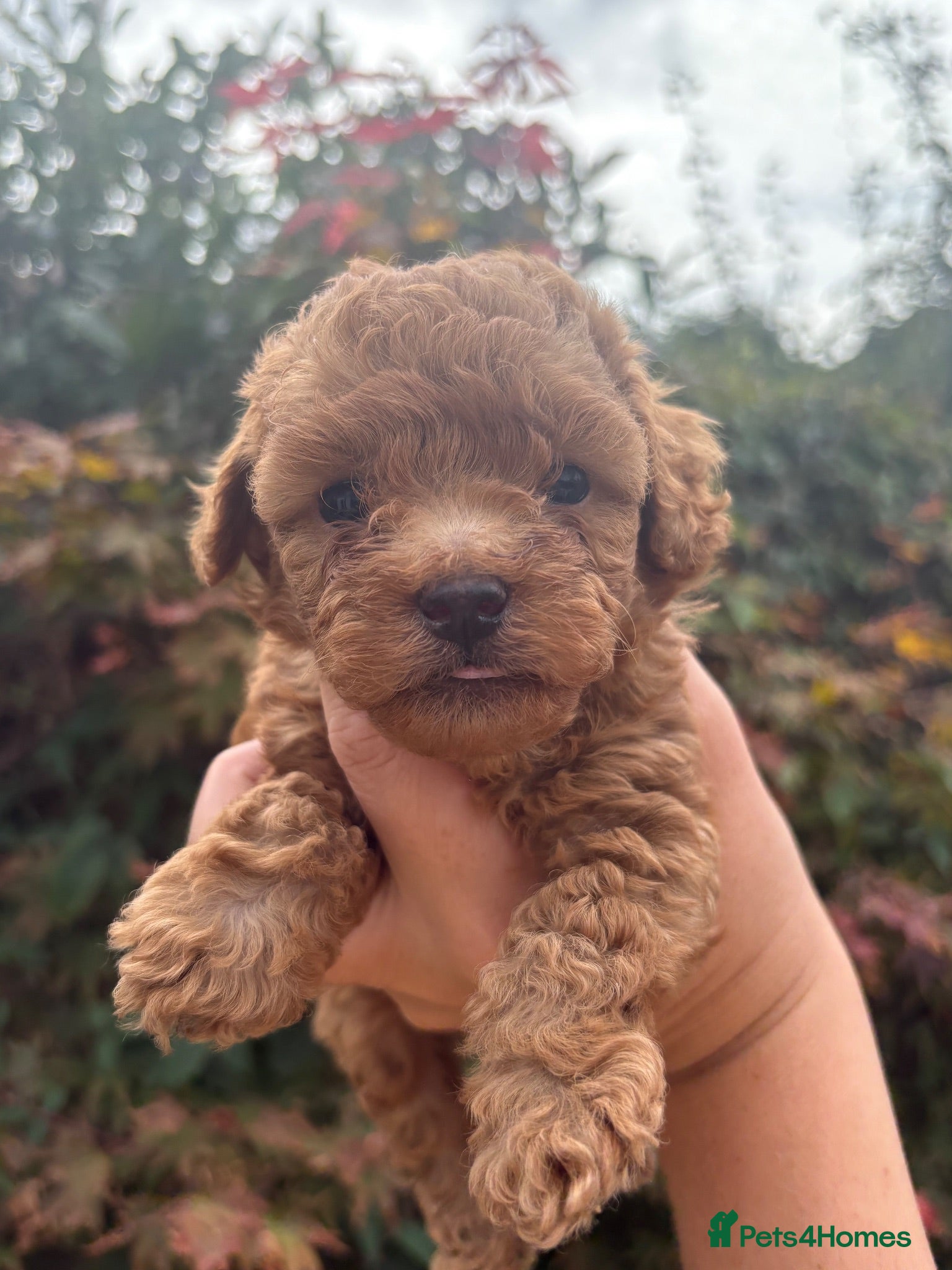 Cavapoo dogs 3 toy Cavapoos  - Advert 11