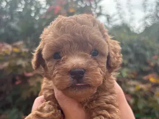 Cavapoo dogs 3 toy Cavapoos - Advert 11