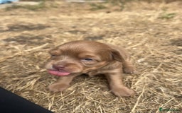 Chihuahua dogs for sale: One of a kind ChiPin Puppies - Image 5