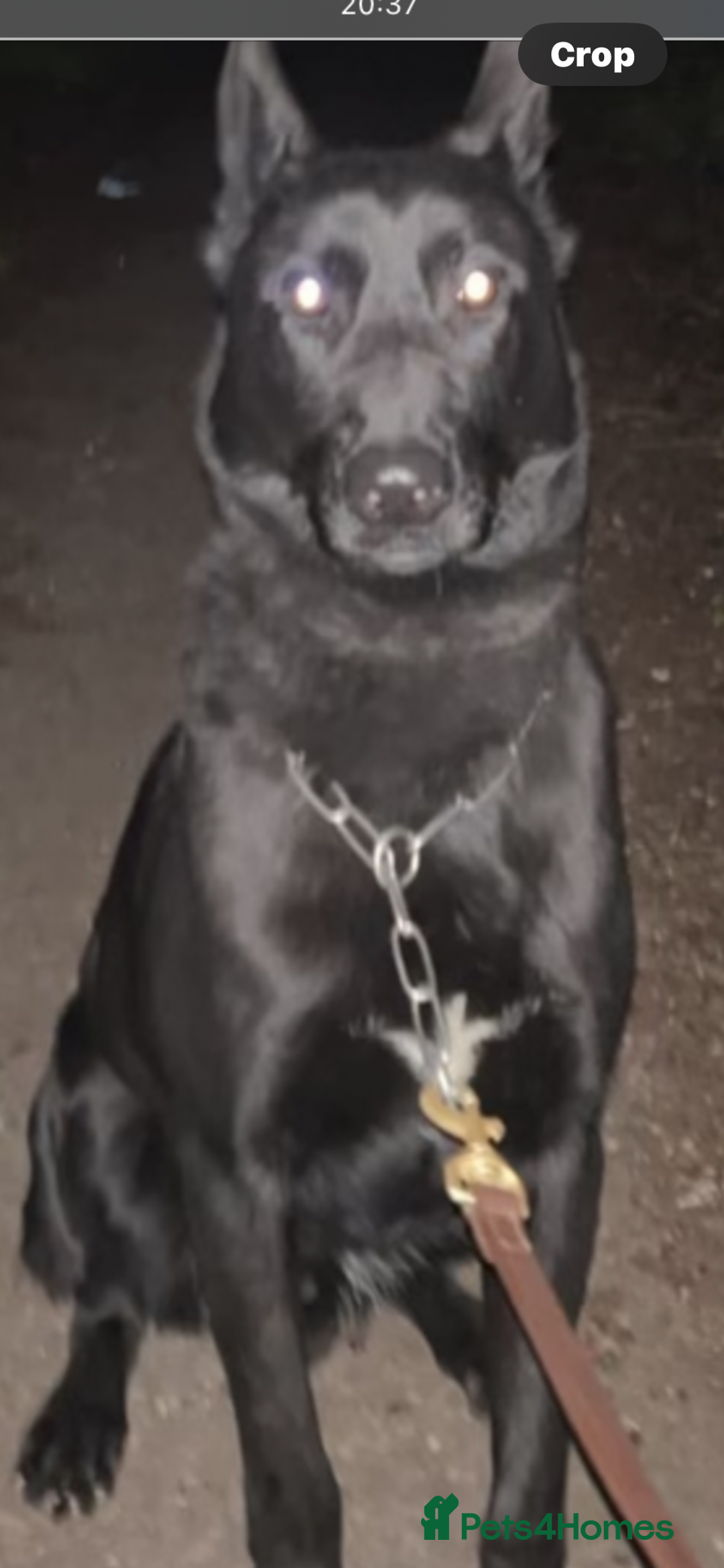 Belgian Shepherd Dog dogs for sale: Belgian shepherds - Advert 3