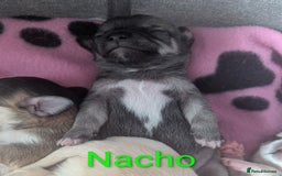 Chihuahua dogs for sale: Beautiful Chihuahua puppies  - Image 4