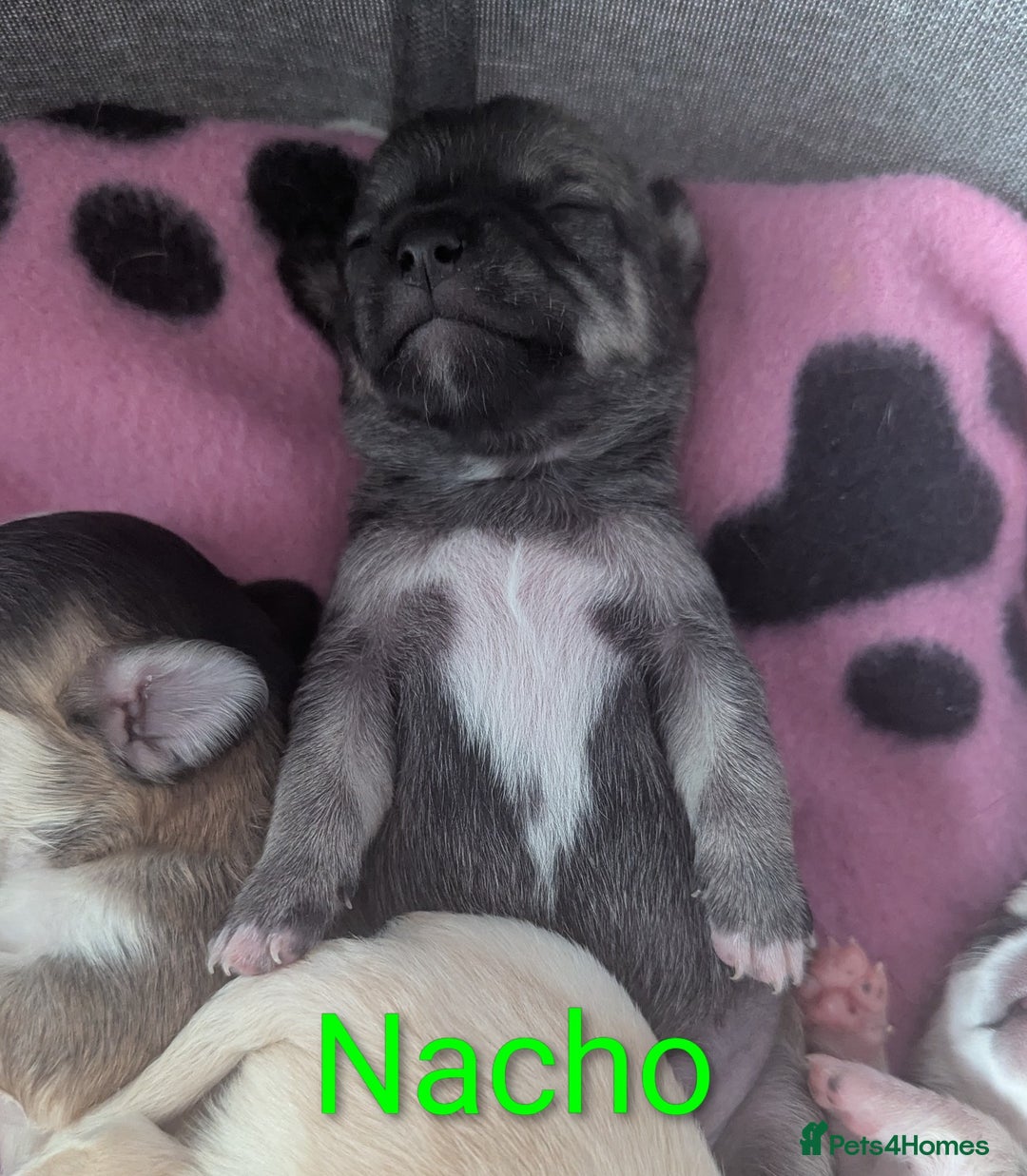 Chihuahua dogs for sale: Beautiful Chihuahua puppies  - Image 4