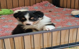 Shetland Sheepdog dogs for sale: Tri-colour puppy boy - Image 6