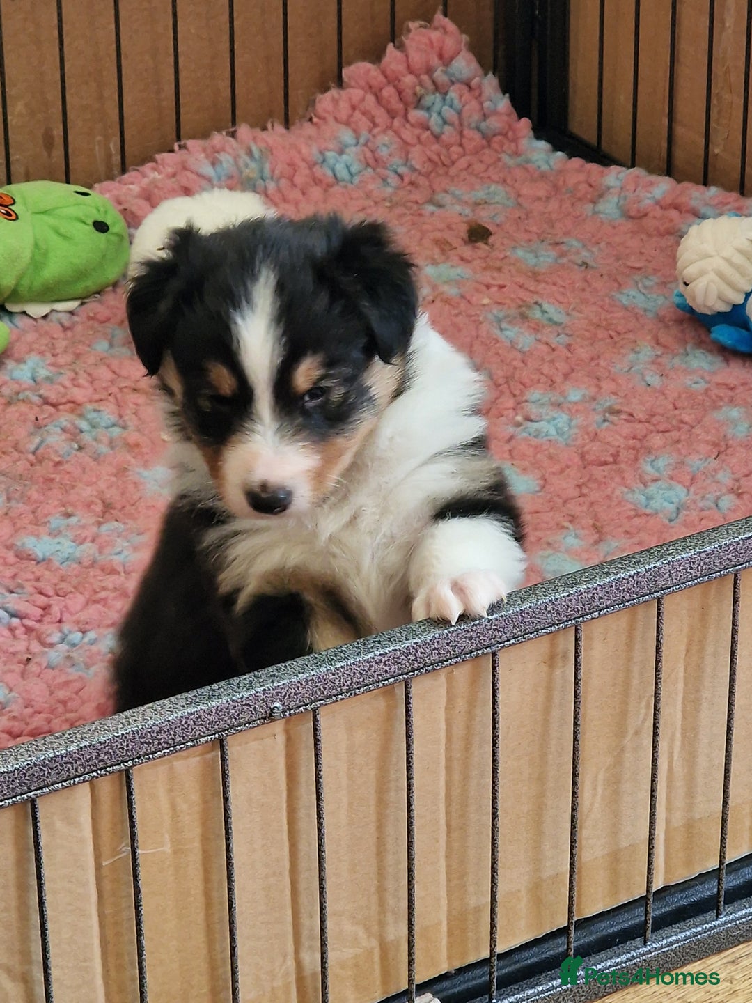 Shetland Sheepdog dogs for sale: Tri-colour puppy boy - Image 6