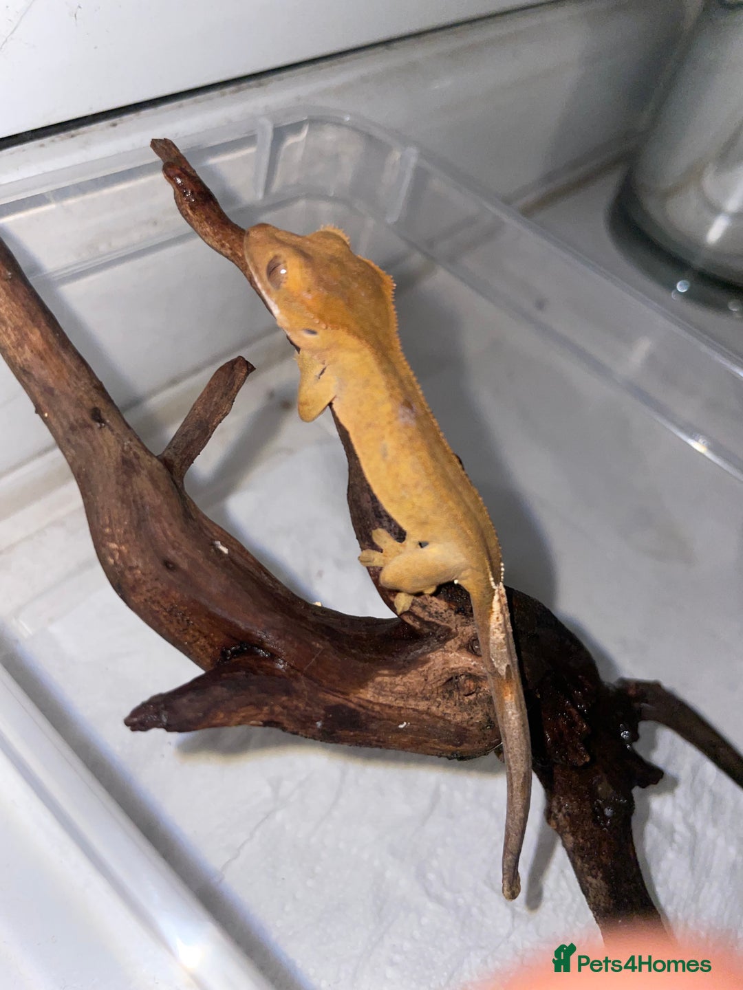 Gecko reptiles for sale: 5 baby crested geckos for sale various morphs - Advert 4