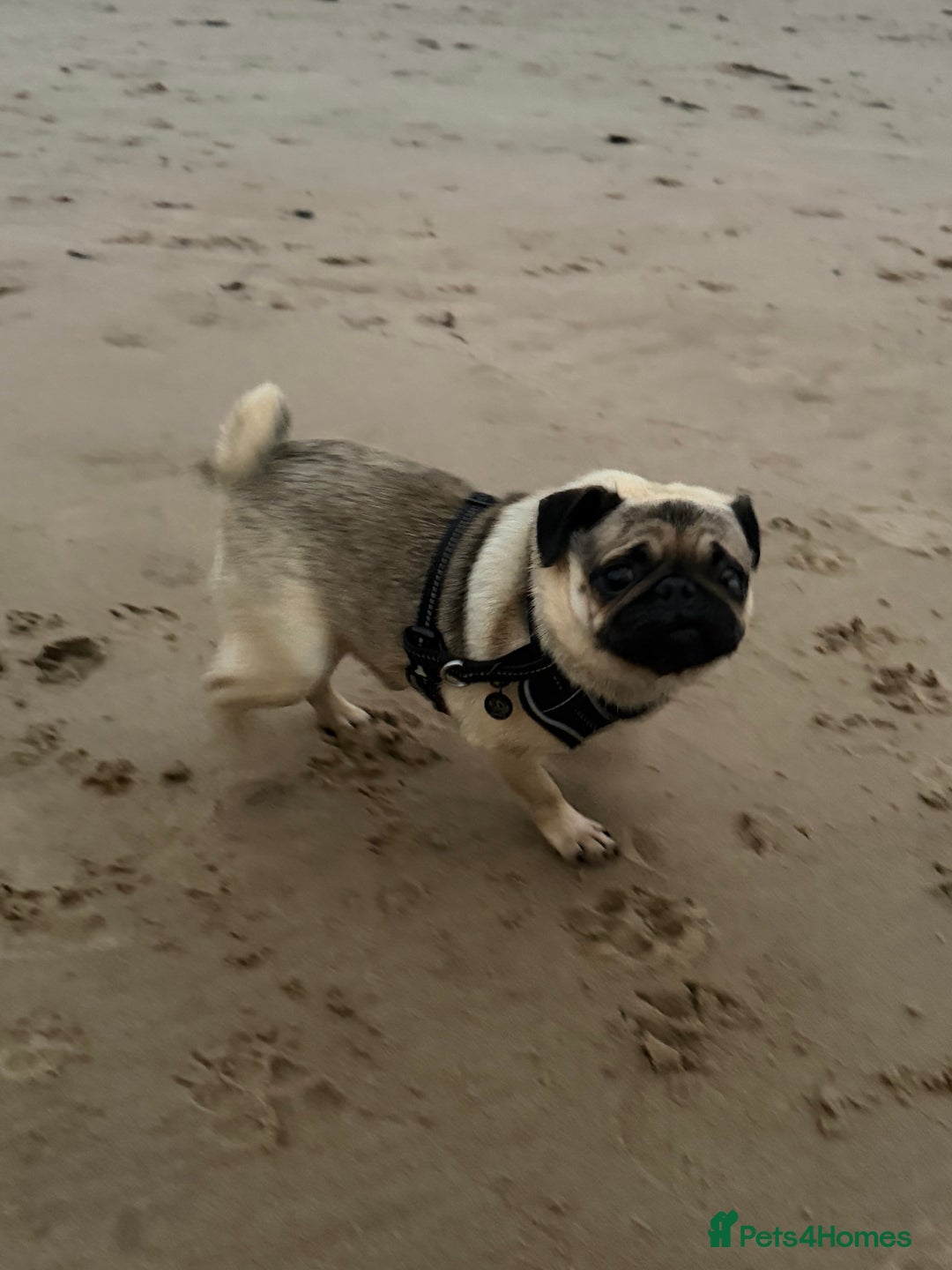 Pug dogs for sale: Bear, the Pug  - Advert 4