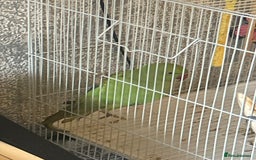 Parrots birds for sale: Indian ringneck - Image 1