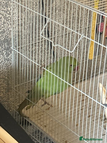 Parrots birds - Advert 2