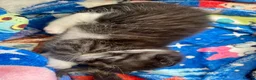 British Longhair cats for sale: 2 Beautiful Girls - Advert 7