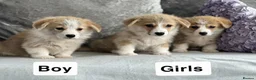 Welsh Corgi Pembroke dogs for sale: Stunning KC registered pups - Advert 6