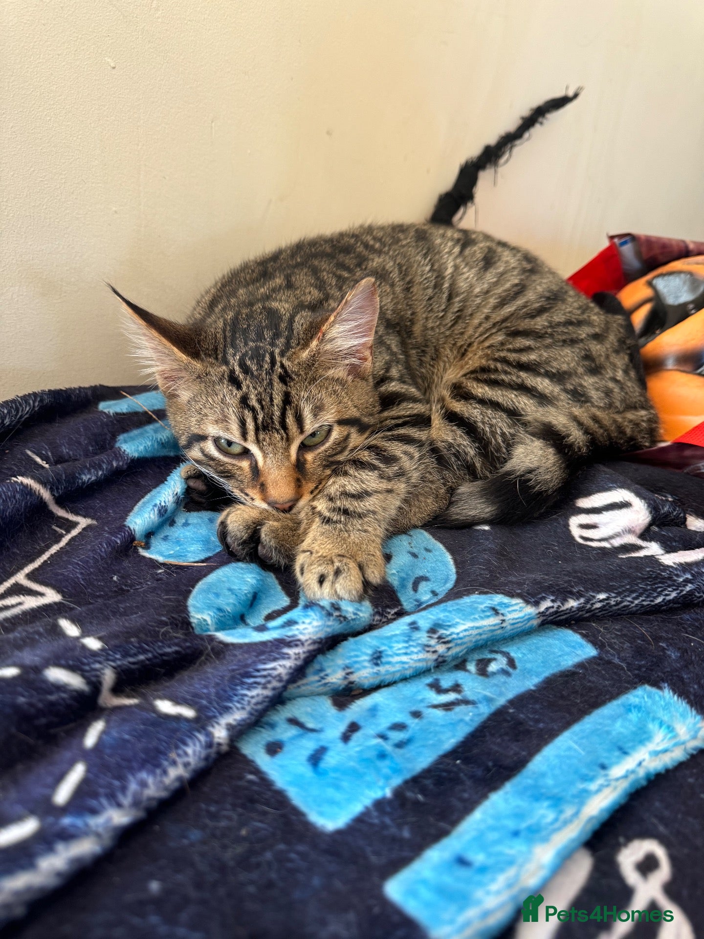 Mixed Breed cats Two gorgeous kittens  - Advert 3
